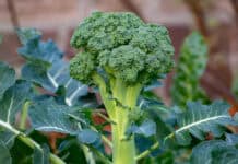 Jak pstovat brokolici, bez ohledu na ron obdob