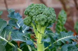 Jak pěstovat brokolici, bez ohledu na roční období