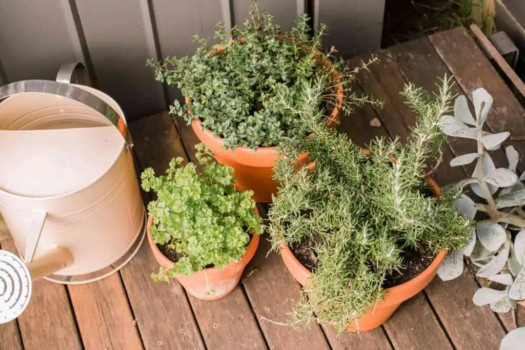 10 tipů pro společné pěstování bylinek ve Vaší zahradě