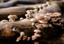 Pstovn houby shiitake doma: kompletn nvod