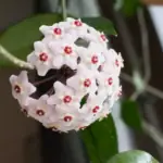 hoya