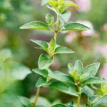 Oregano