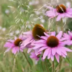 echinacea