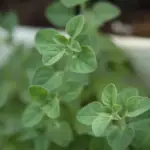 oregano