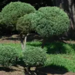 Pfitzer Chinese Juniper