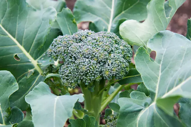 Jak pěstovat brokolici, bez ohledu na roční období