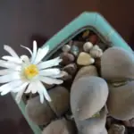 Lithops: Živé kameny