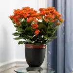 Kalanchoe: Květinová show