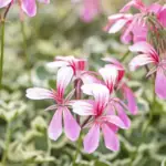 Pelargonie vonná