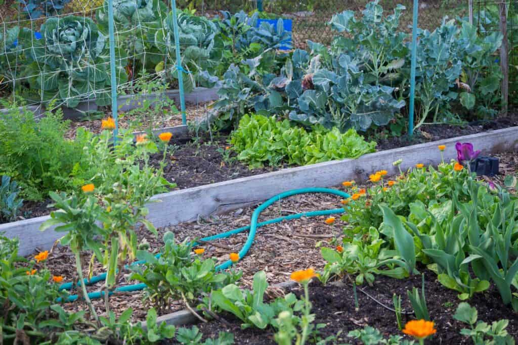 10 tipů pro společné pěstování bylinek ve Vaší zahradě