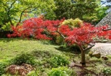Japonsk javory a jejich krsn paleta barev