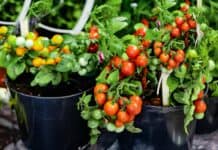 7 druh zeleniny ideln pro kvtine  uijte si sklize na terase