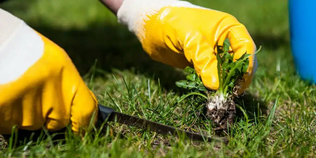 11 účinných způsobů, jak se zbavit plevele ve Vaší zahradě