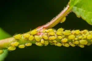 Mšice: účinné metody proti zeleným a černým škůdcům