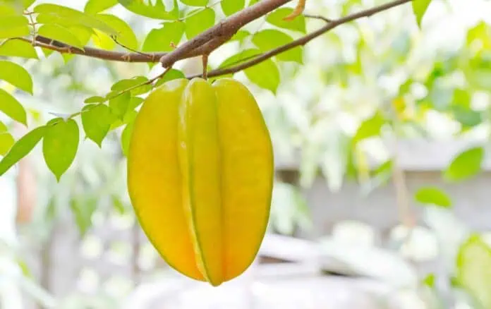 Karambola