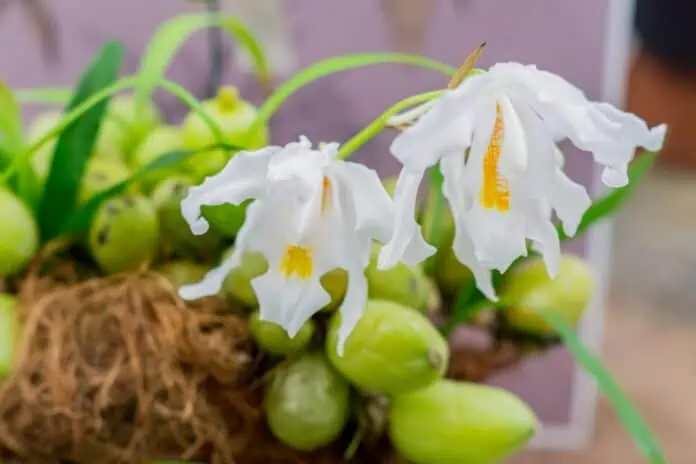 Coelogyne cristata