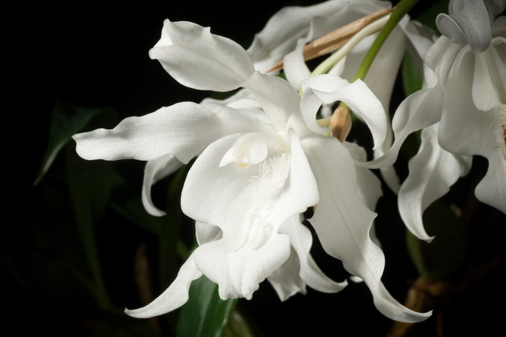 Coelogyne cristata - chladnomilná orchidej