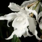 Coelogyne cristata - chladnomilná orchidej