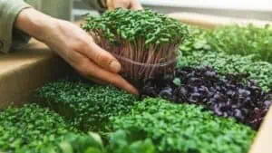 Microgreens: vše, co potřebujete vědět o pěstování mikrozeleniny