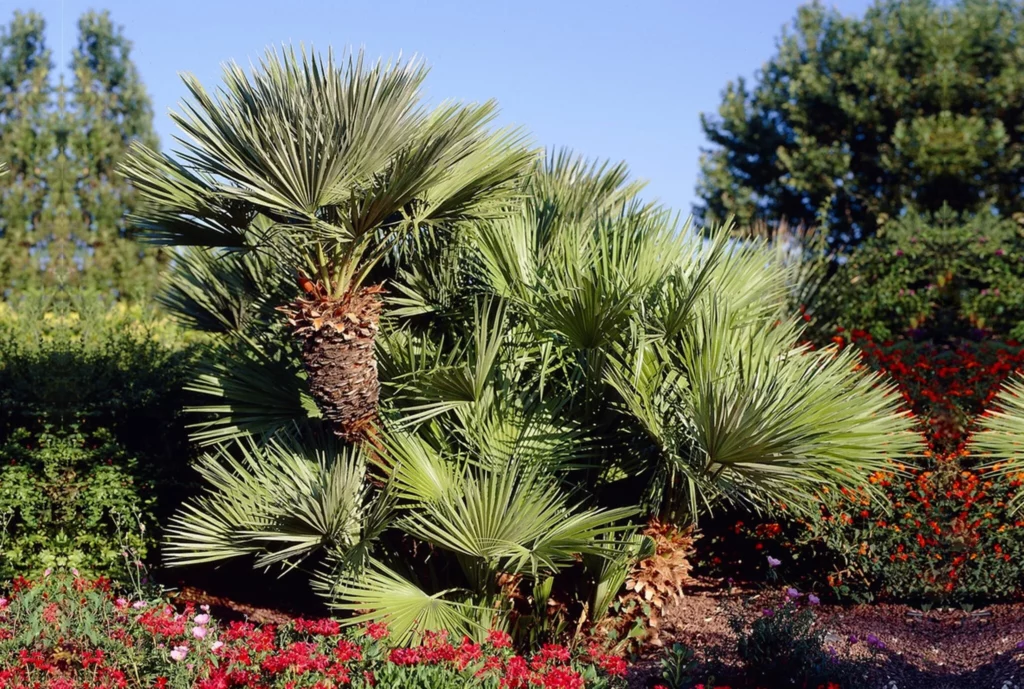 Palma - Chamaerops humilis