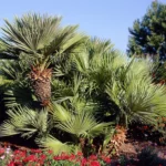 Palma - Chamaerops humilis