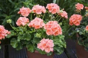 Pelargonie: jak si rozmnožit pelargonie řízky