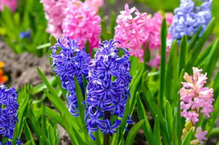 Hyacinty v zahradě