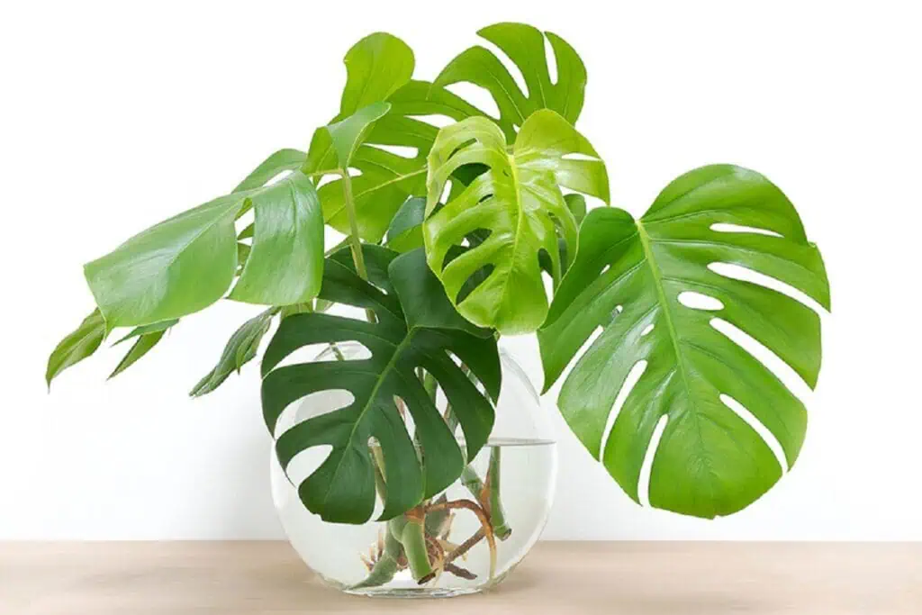 Hydroponie - Monstera