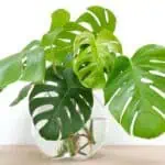 Hydroponie - Monstera