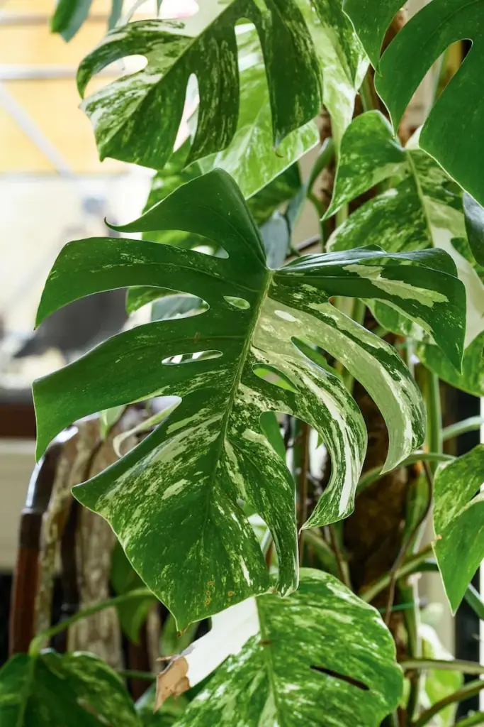 Velké pokojové rostliny: monstera