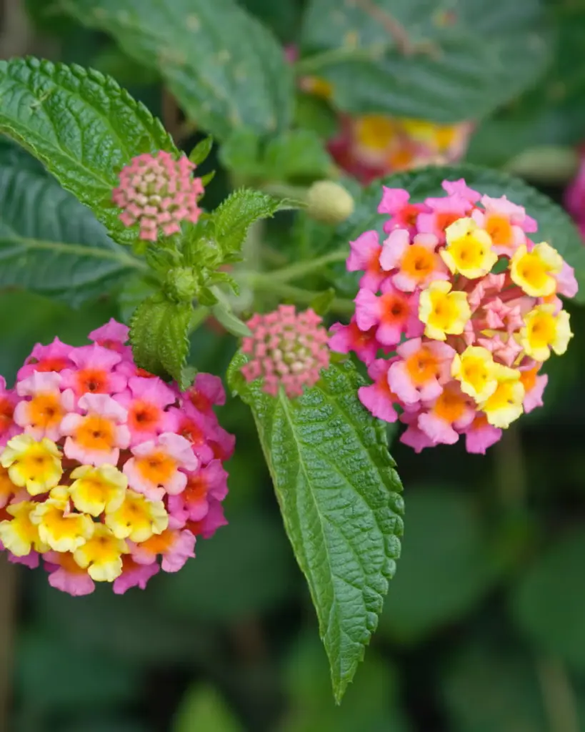 Lantana