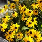 Třapatka srstnatá (Rudbeckia hirta)