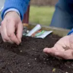 Sázejte mrkev později v sezóně