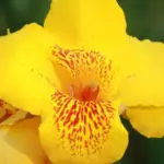 Dosna (Canna Lily)