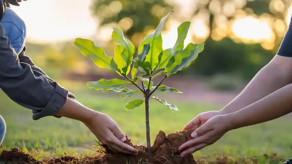 6 překvapivých výhod sázení stromů pro Vaši zahradu a společnost