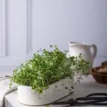 Microgreens: vše, co potřebujete vědět o pěstování mikrozeleniny