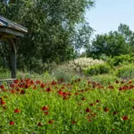 Naturalistická zahrada - jaké jsou její vlastnosti a jak ji vytvořit?