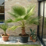 Palma - Washingtonia