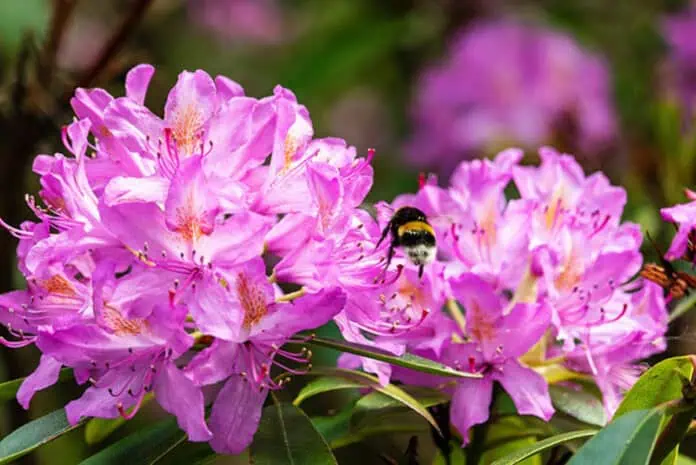 Rododendron se čmelákem