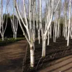 Himalájská bříza (Betula utilis var. jacquemontii)