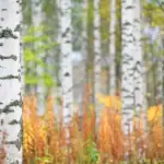 Bříza bělokorá (Betula pendula)