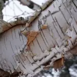 Úžasné typy bříz: krása a rozmanitost přírody