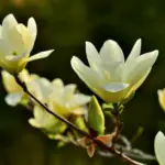 Šácholan přišpičatělý (Magnolia acuminata)