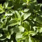 Oregano