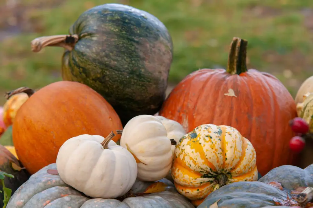 Dokonalá halloweenská dýně: návod krok za krokem