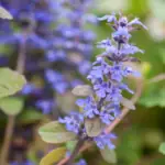 Ajuga