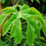 Tetrapanax 'Steroidal Giant'