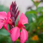 Canna x ehemanii