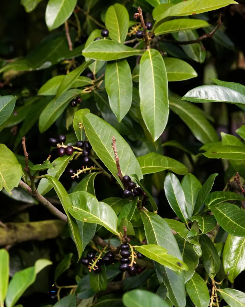 Bobkovišeň lékařská (Prunus laurocerasus)