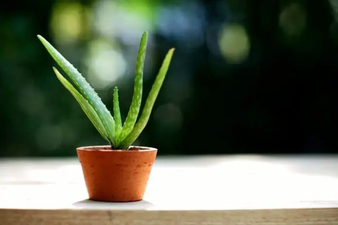 Aloe